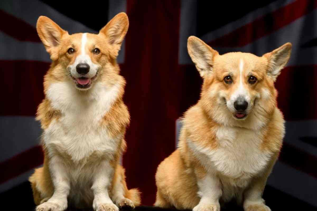 Cani corgi