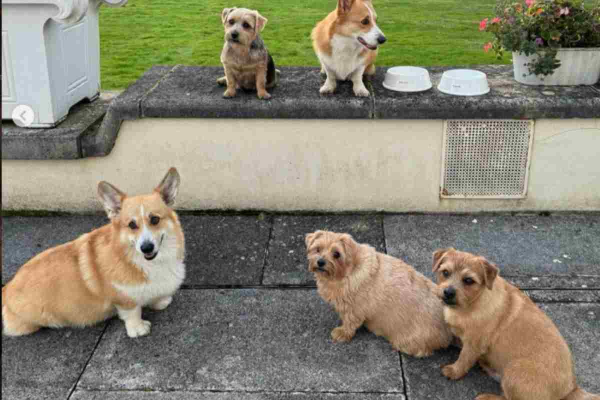 Cani della Royal Lodge