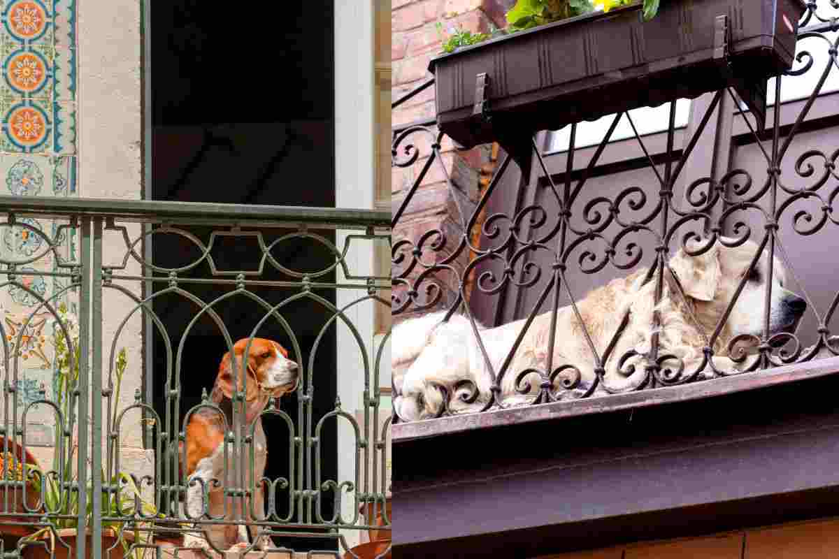 Cane sul balcone