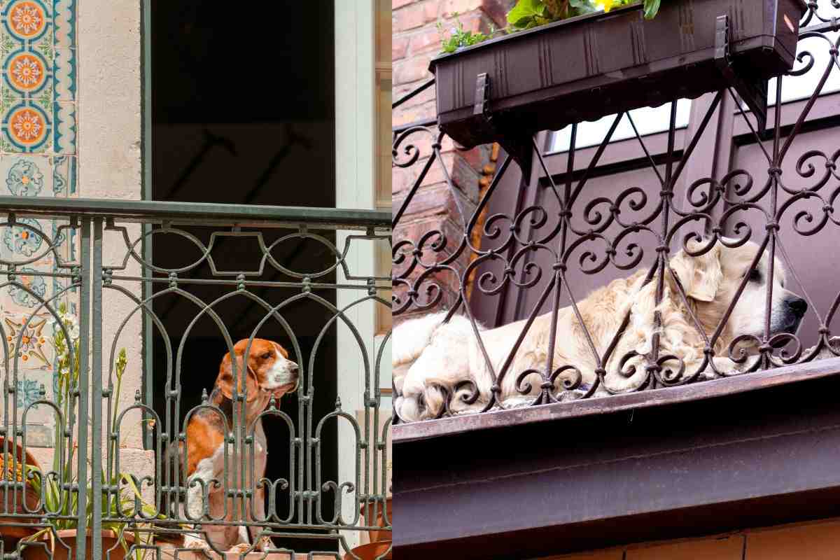 Abbandonato sul balcone, il cane cade e muore: la giustizia non punisce il proprietario