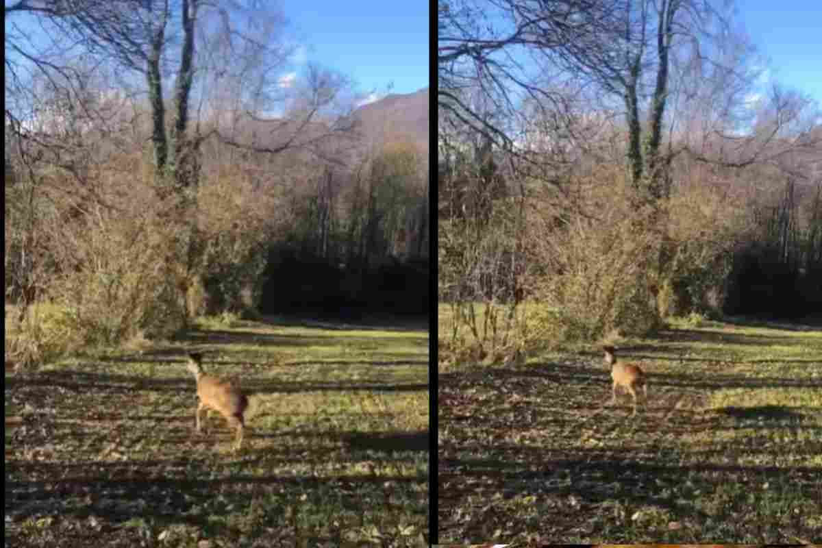 Capriolo salvato in ripresa