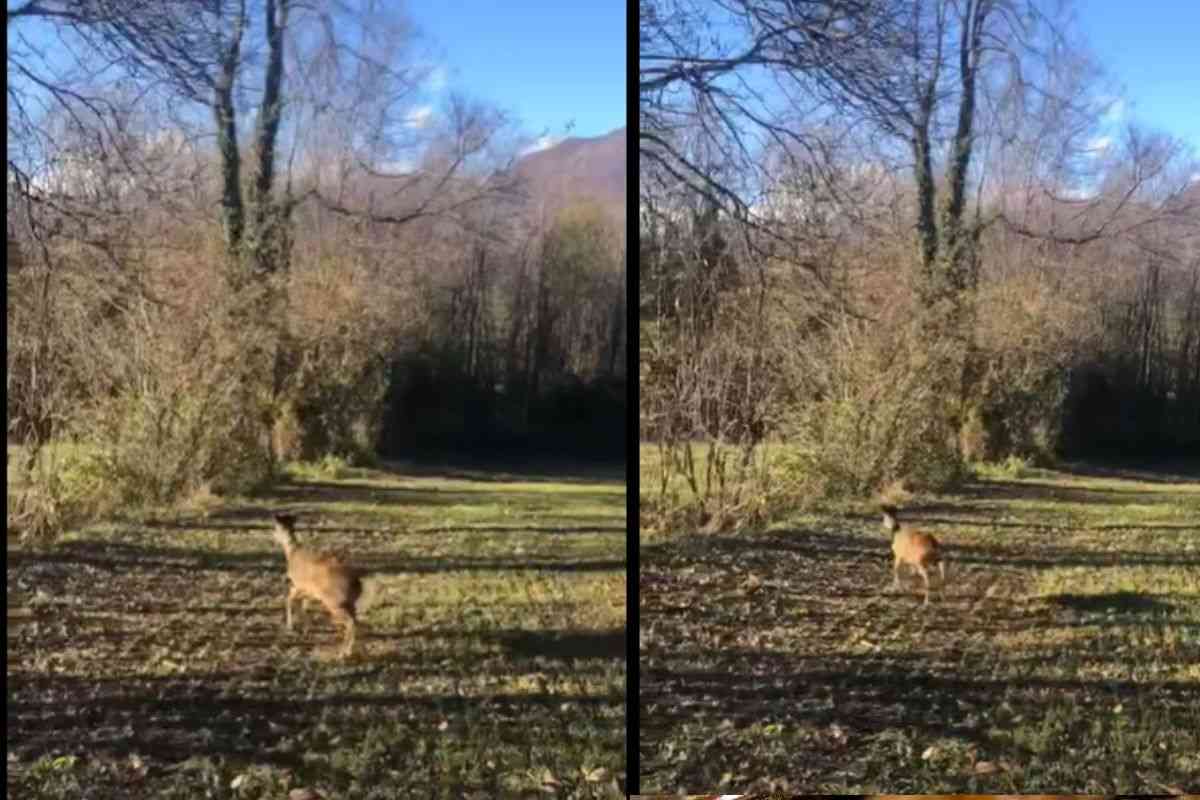“I soccorsi si sono rifiutati di intervenire”: capriolo investito e lasciato per strada agonizzante