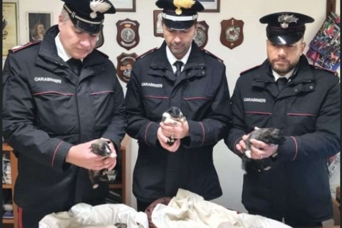 Carabinieri salvano 18 cuccioli abbandonati grazie ad una segnalazione inaspettata