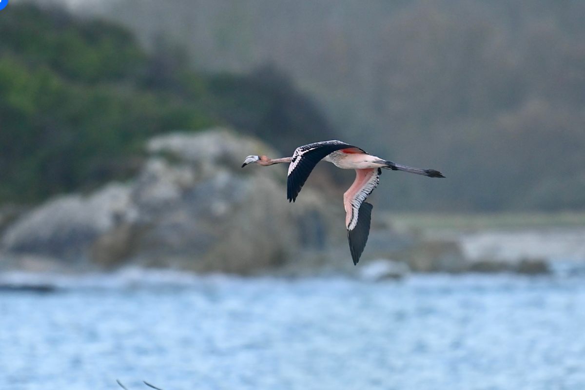 Scappato dallo zoo: la storia commovente del fenicottero che ha trovato la libertà