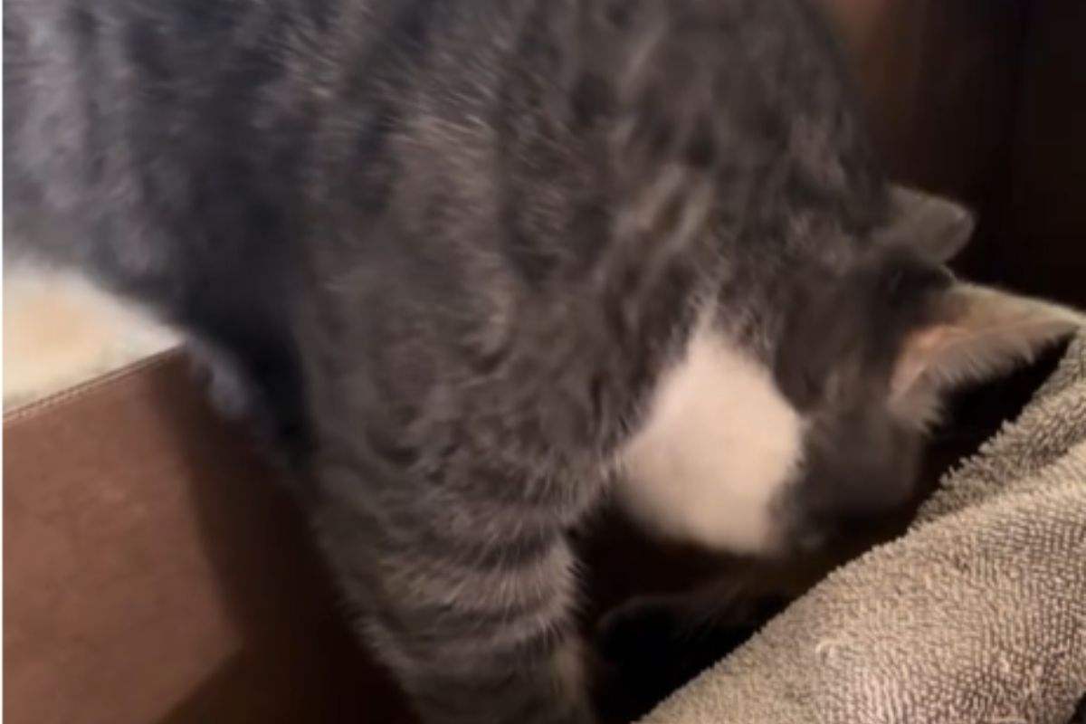 Sis la tocca con la testa