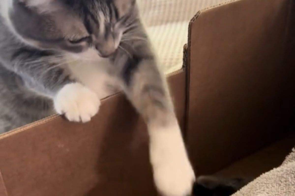 Gatta tocca con la zampa