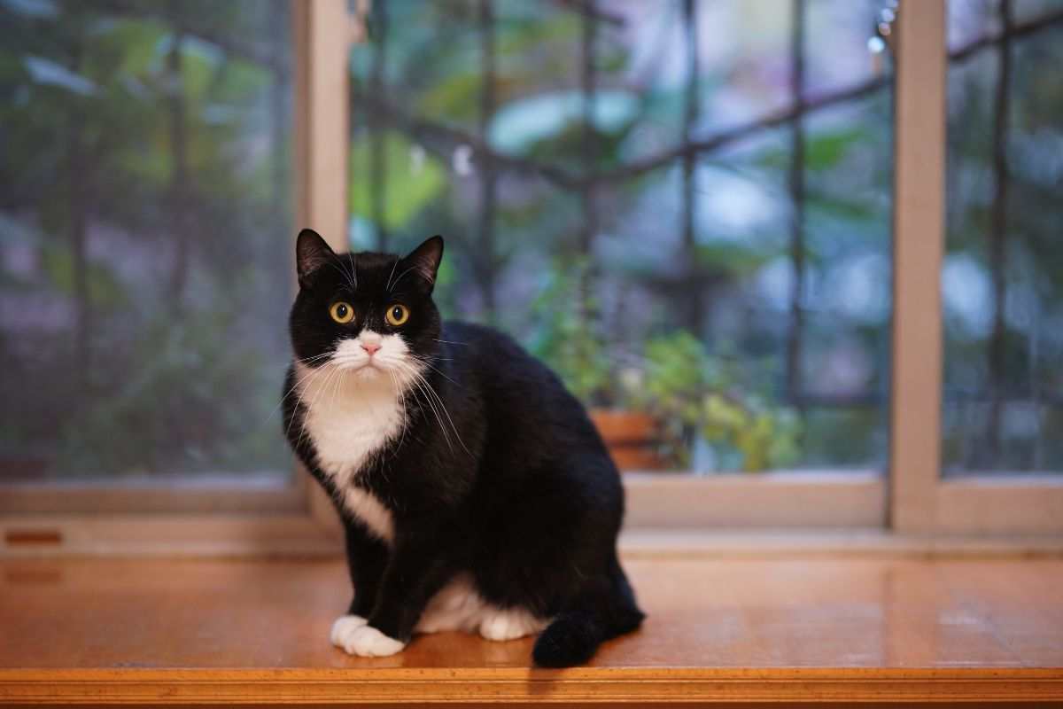 Gatta tuxedo