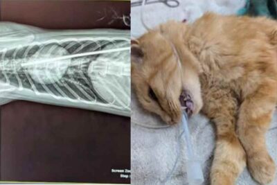 Gatto colpito a una spalla e al cuore