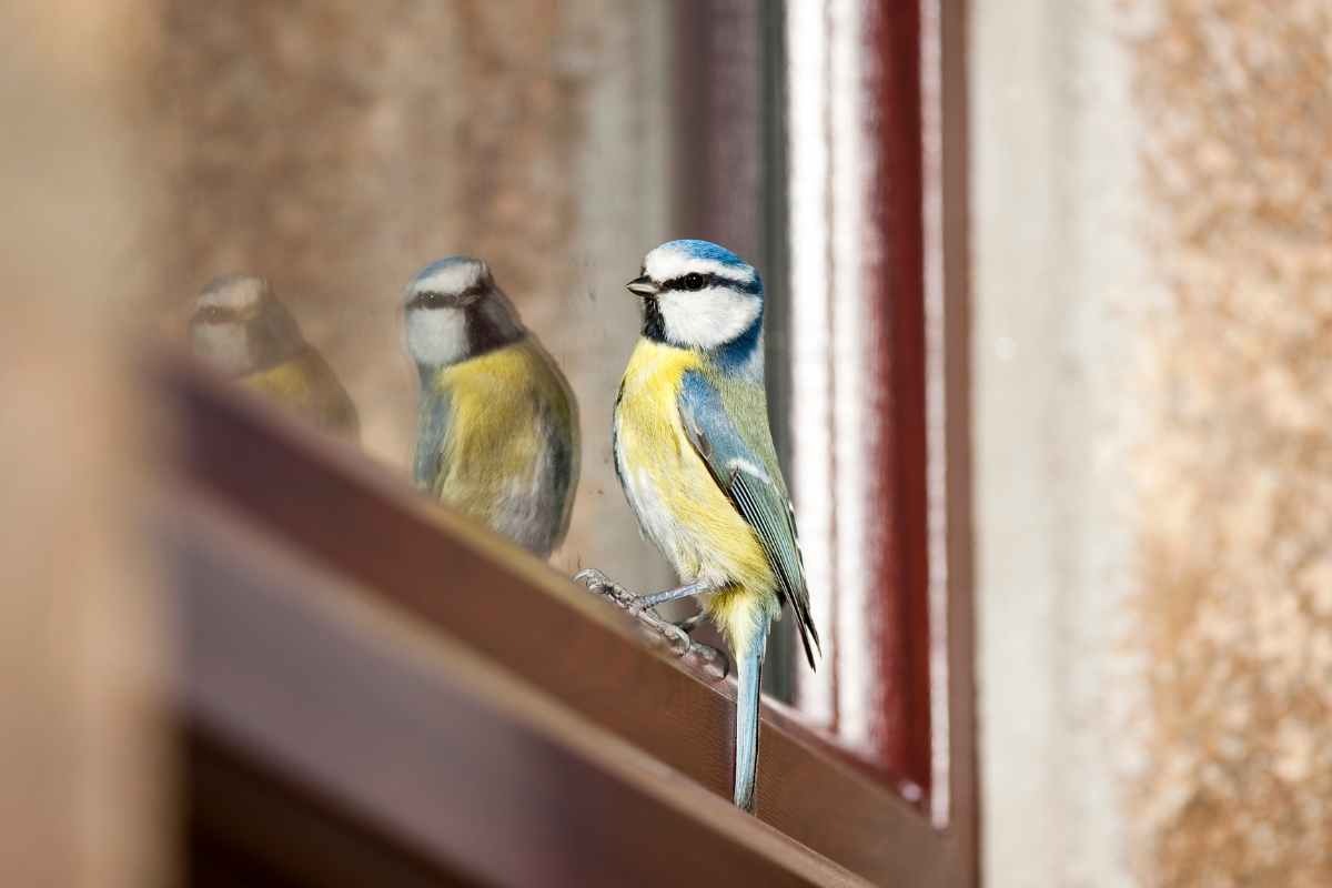 Uccellino sulla finesta