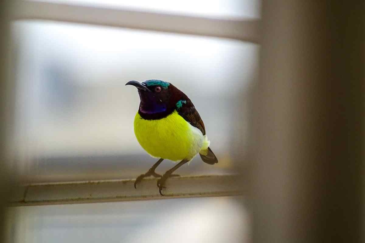 Uccello alla finestra