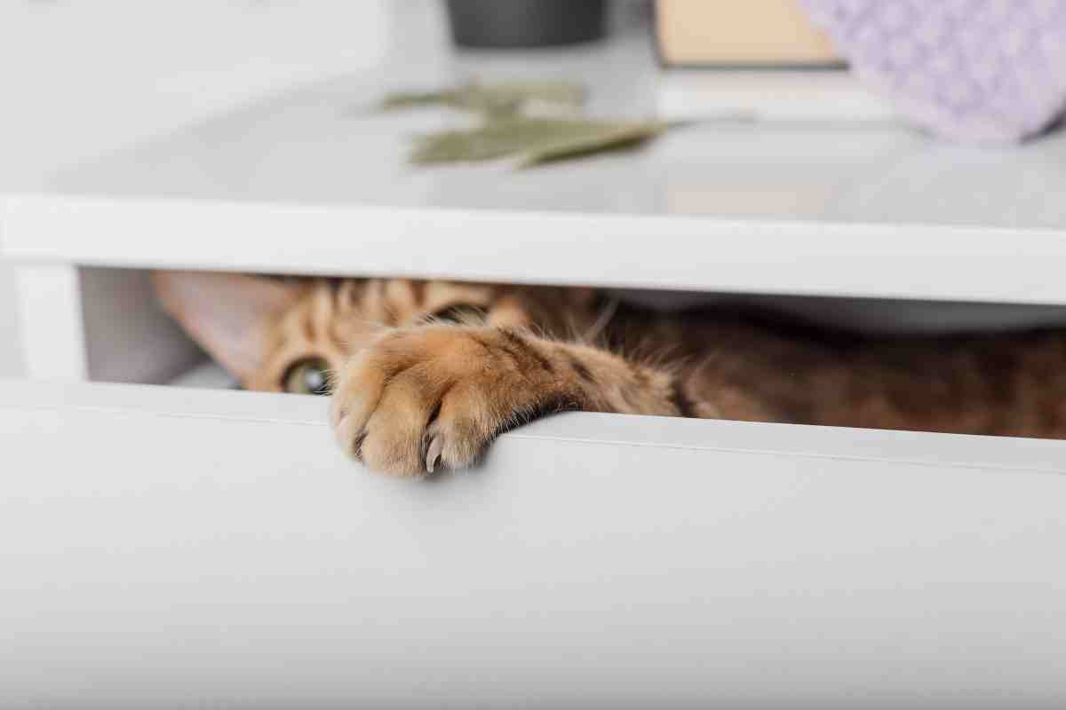 Gatto dentro un cassetto 