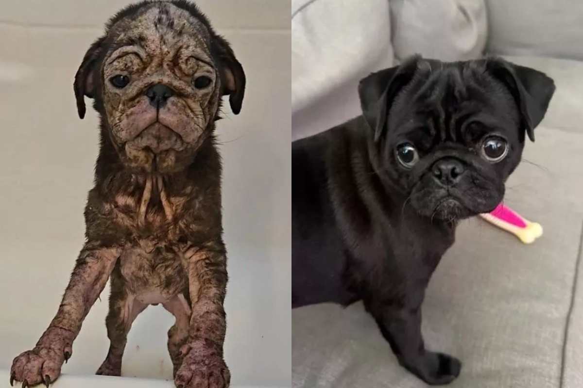 Il cane Talulah è arrivato al rifugio ridotto in pessime condizioni e completamente senza pelo oggi