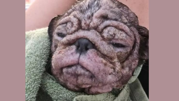 Il cane Talulah è arrivato al rifugio