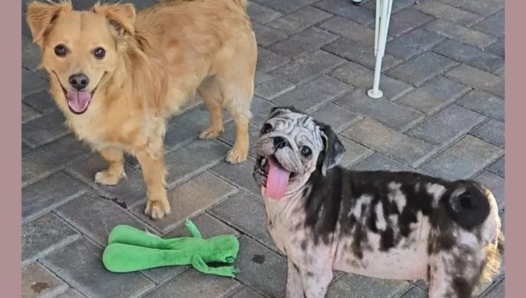 Il cane Talulah insieme alla sua mamma adottiva