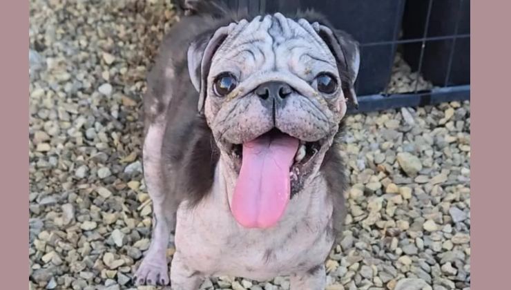 Il cane Talulah verso la rinascita