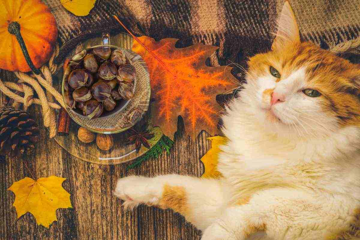 Gatto sdraiato su un tavolo con castagne 