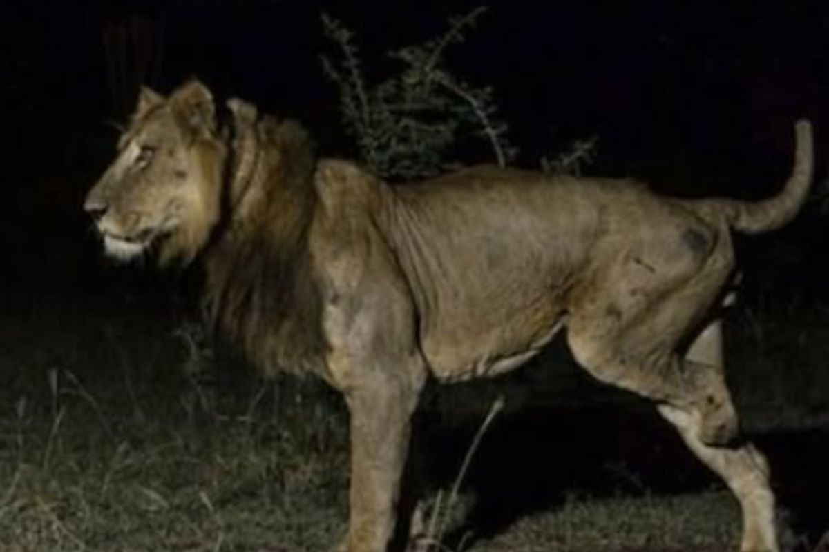 Ha solo tre zampe, ma il leone Jacob è in grado di fare cose impensabili