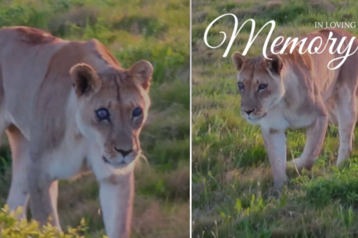 L’incredibile storia della leonessa cieca che ha vissuto solo grazie alle figlie