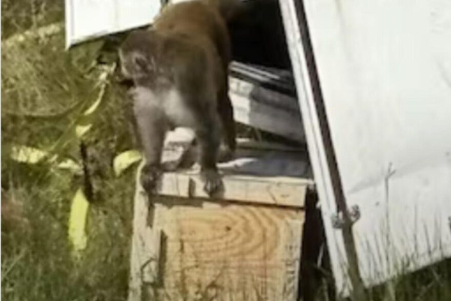 Scimmia scappata e uccisa