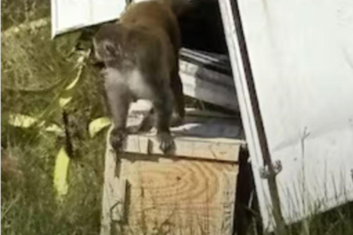 “Gli ho sparato per proteggere i miei figli”: donna toglie la vita a una scimmia da laboratorio che era fuggita