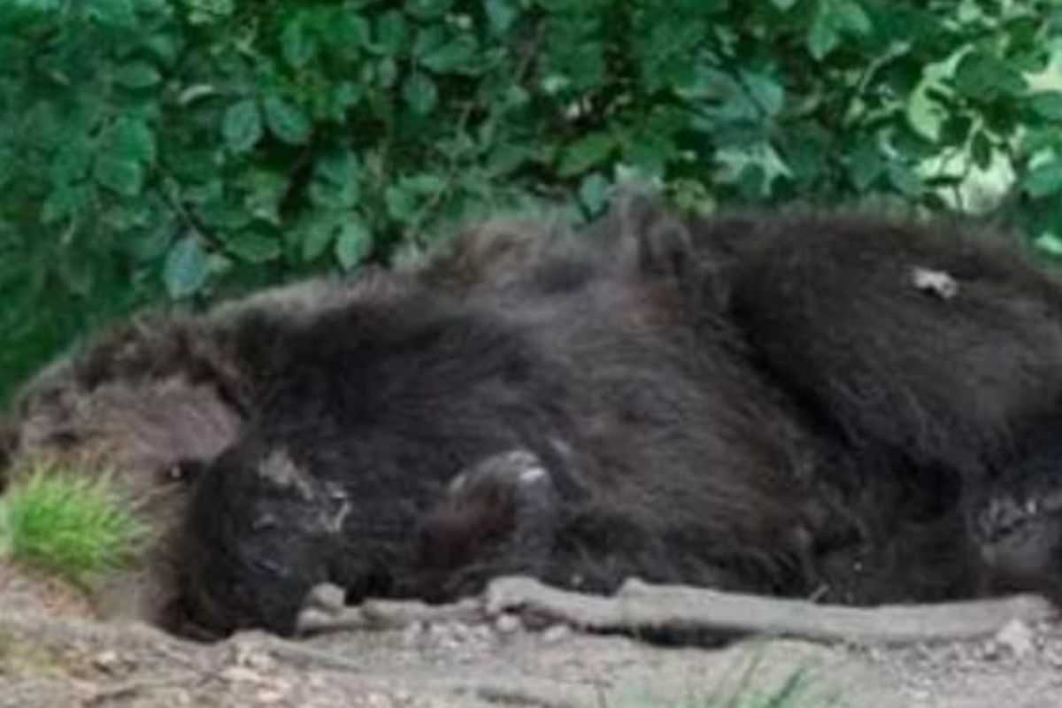 Orso ucciso in Trentino