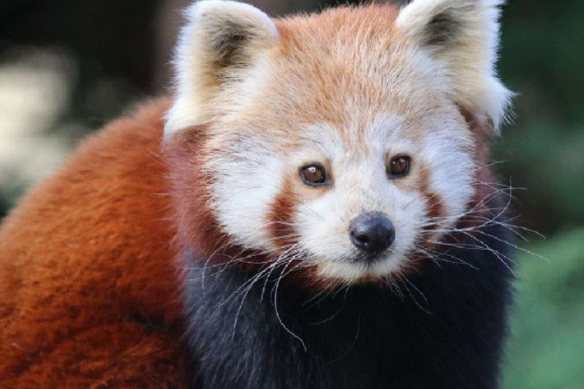 Addio al panda rosso Suri: scendeva dall’albero solo se c’era lei