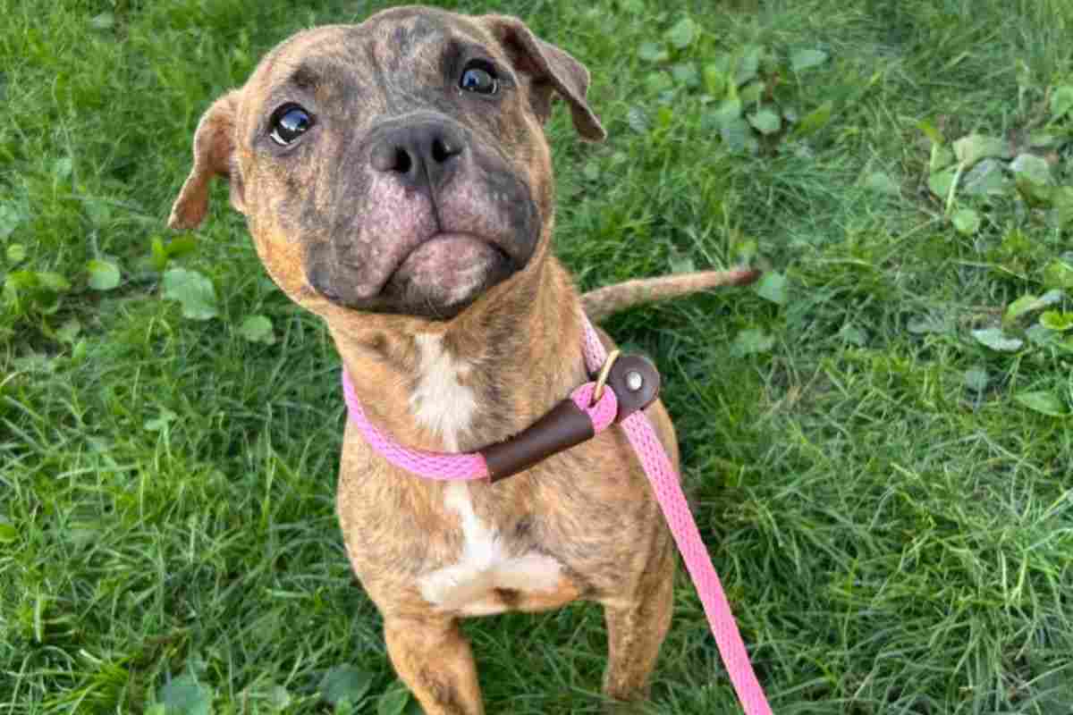 Pitbull abbandonato in autostrada