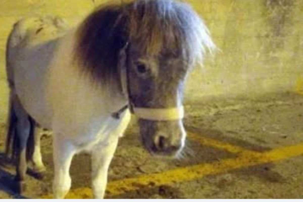 Pony legato a auto