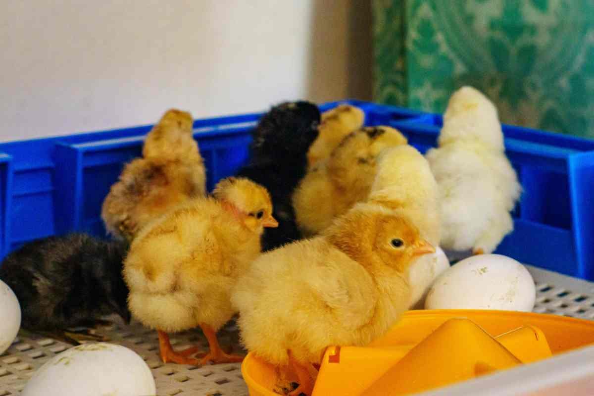 Pulcini e uova nell'incubatrice