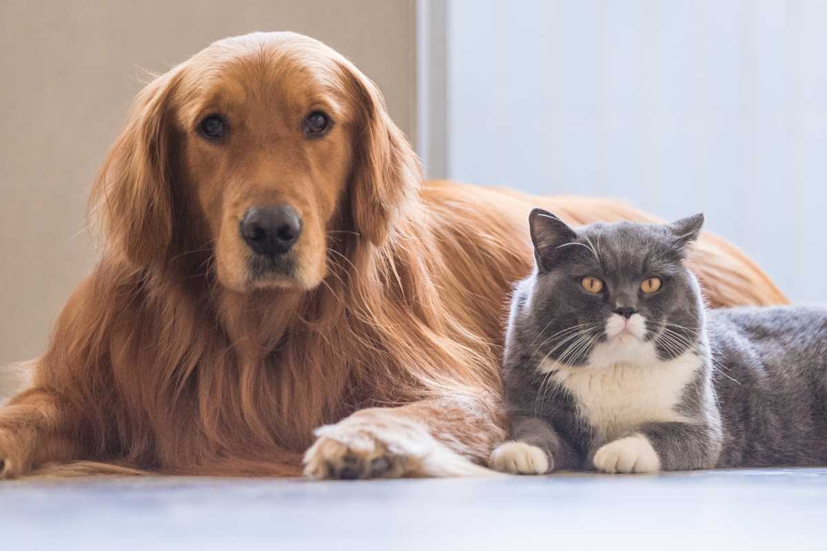 Niente più tasse per chi ha animali: ritirato il disegno di legge che ha fatto tanto discutere