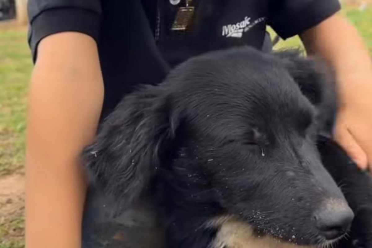 Bimbo con cane in primo piano