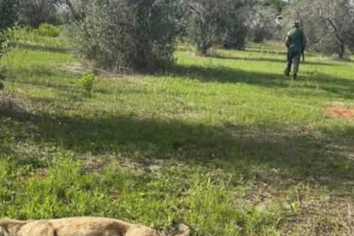 Uccise un lupo in Salento: un testimone fotografò il suo volto, sarà processato
