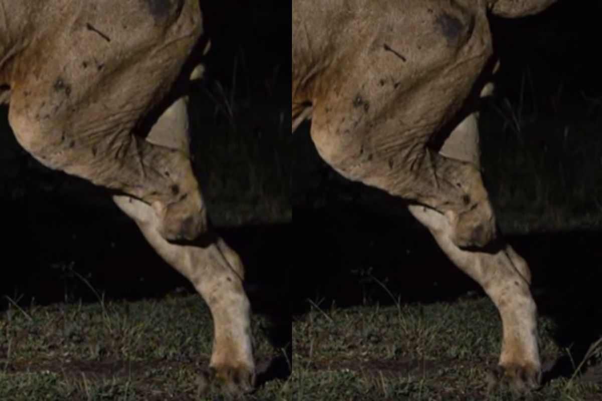 Particolare della zampa persa