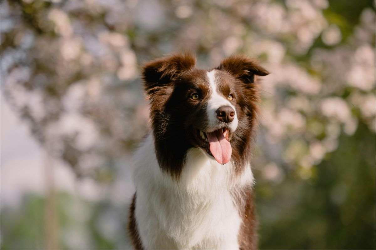 Border collie