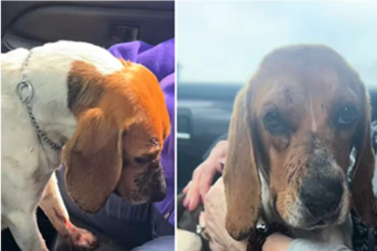 Hanno mirato e le hanno sparato in testa: una scena da brividi