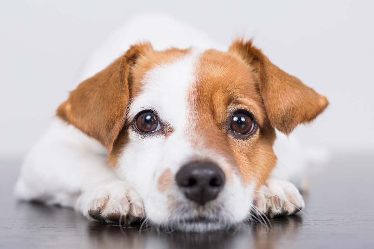 L’avevano dato per morto, ma dopo 11 anni è avvenuto un vero miracolo