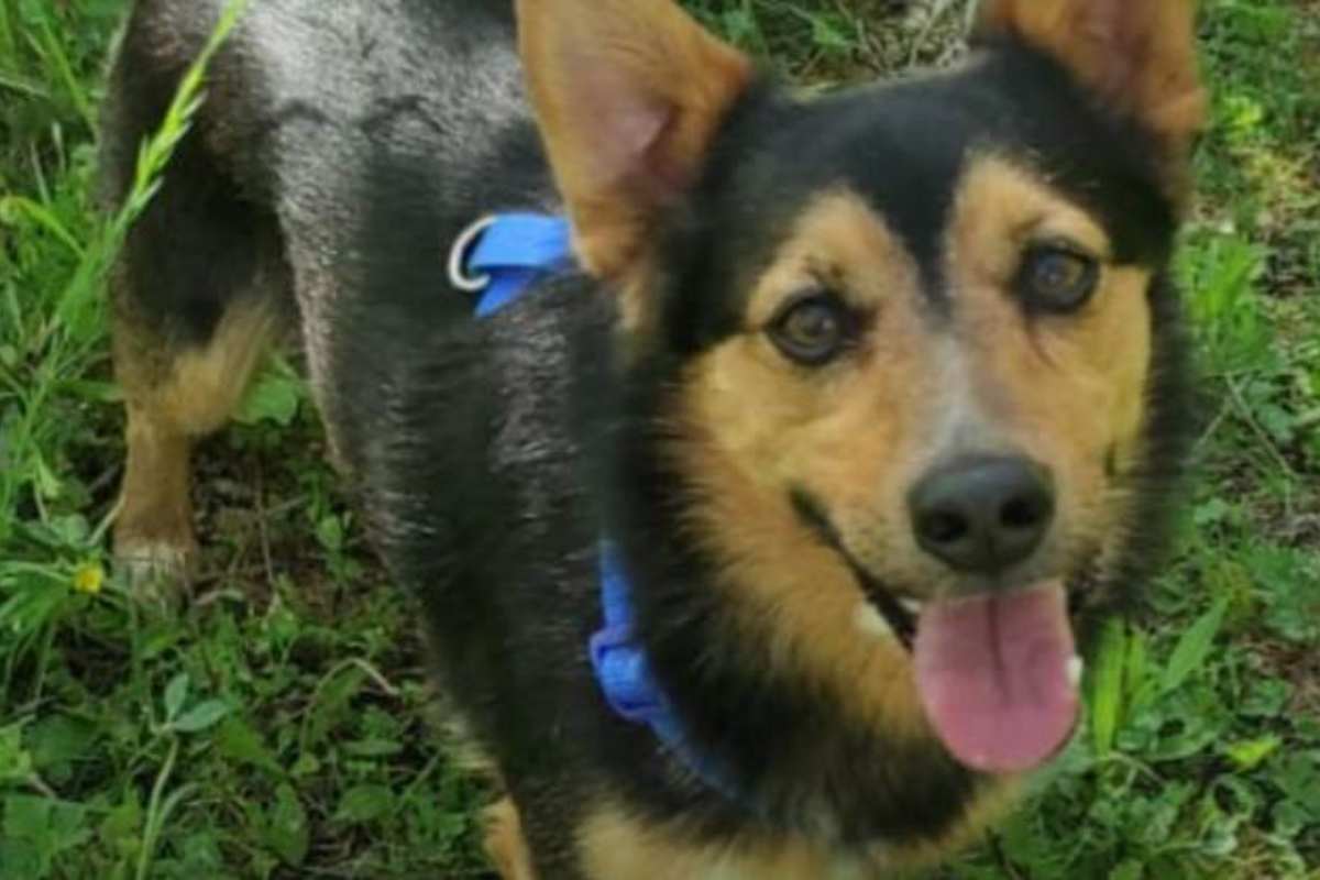 Lupi entrano in un cortile e sbranano il cagnolino che viveva lì: le parole dei proprietari spezzano il cuore