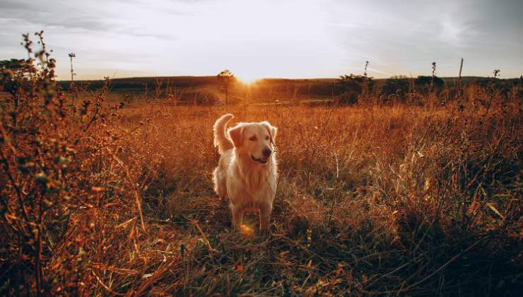 cane Hugo nel bosco