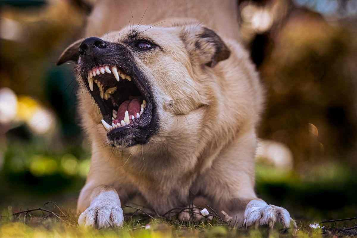 cane che aggredisce