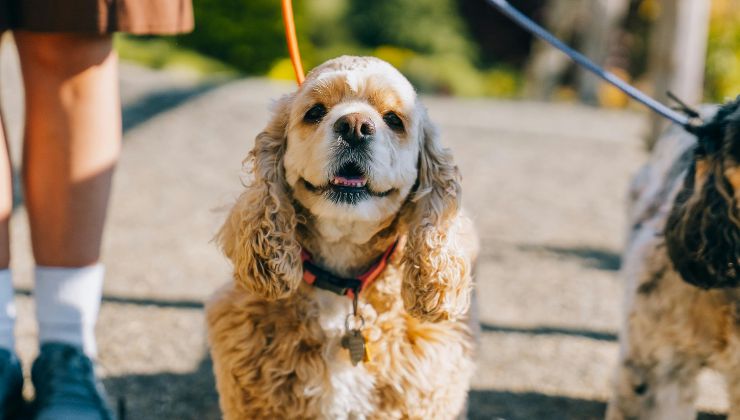 cane al guinzaglio