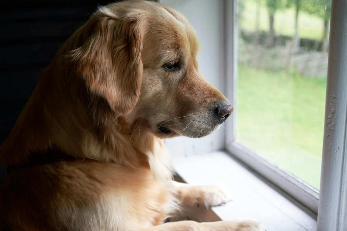 cane in attesa alla finestra