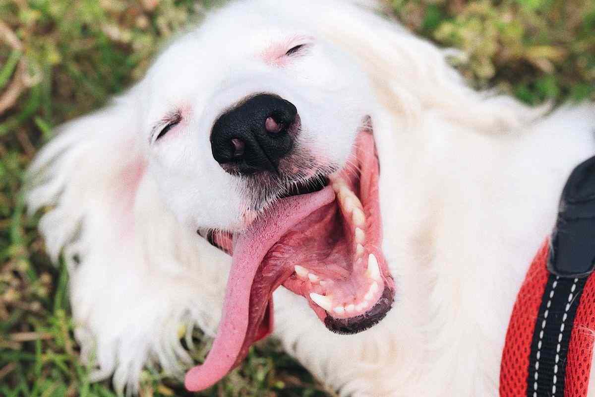 cane a terra con lingua fuori