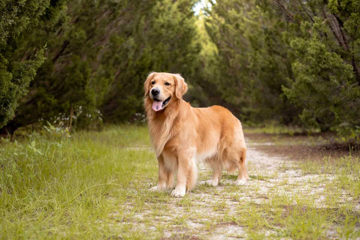 La famiglia lo abbandona ma lui fa di tutto per tornare da loro: la storia del cane Cooper merita di essere letta