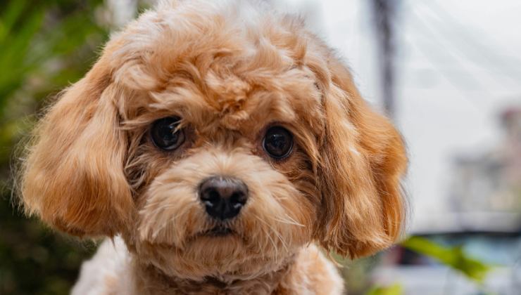 cane delle gemelle Kessler