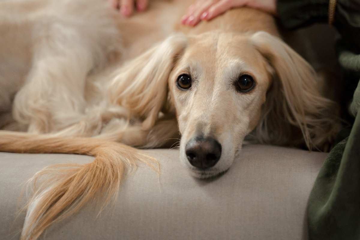La trovano vicino al proprietario senza vita: Martha ha vissuto un incubo