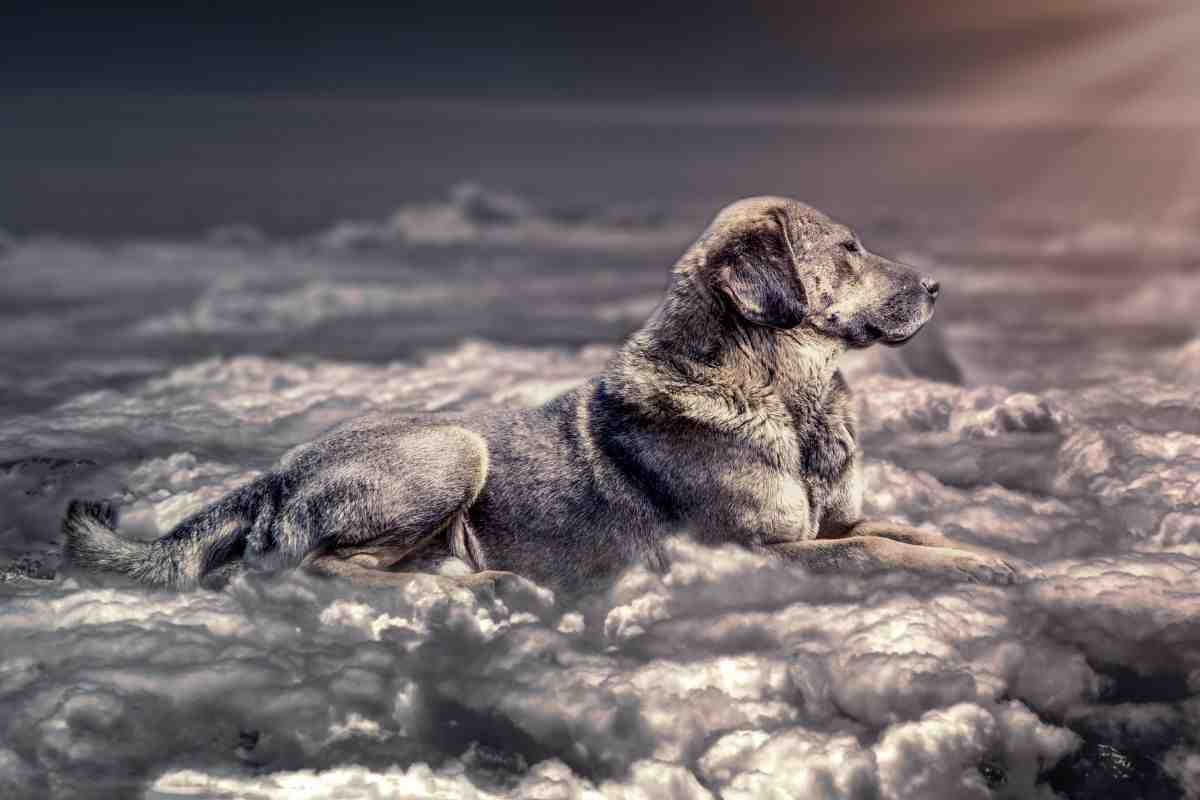 cane su una nuvola