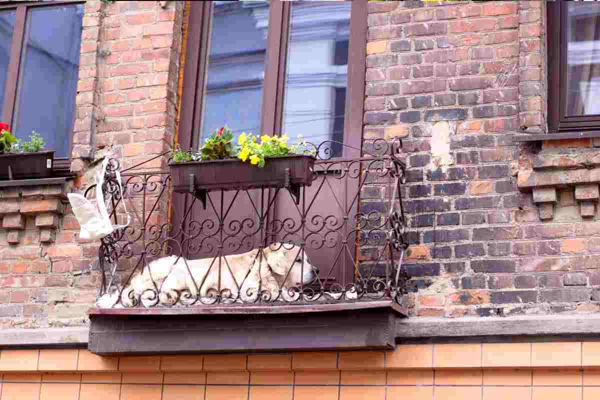 balcone stretto per un cane