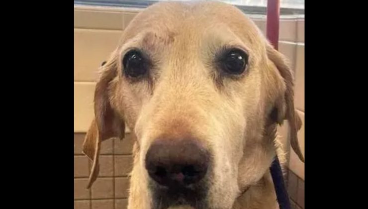 La storia strappalacrime di Sunny e Norm commuove gli utenti del web