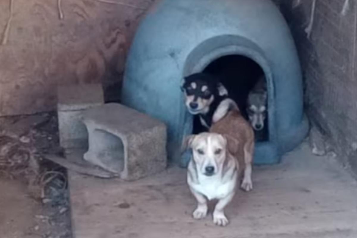 Non riuscivano a credere ai loro occhi: decine di cani rinchiusi con ossa e escrementi