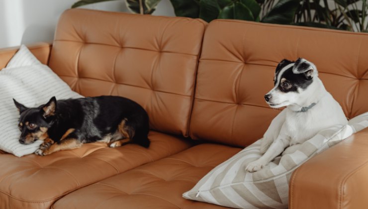 cani sul divano
